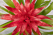 Guzmania Glitter Red