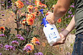 Spraying pesticides on dahlias