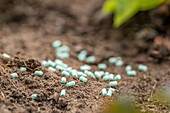 Slug pellet in the salad bed