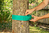 Attaching glue rings to tree