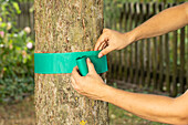 Glue rings on tree