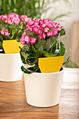 Indoor plants with yellow table