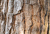 Tree bark