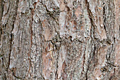 Tree bark