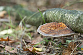 Wood with fungus