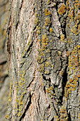 Tree bark with lichens