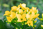 Kalanchoe blossfeldiana, gelb