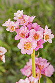 Bergenia cordifolia, rosa