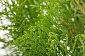 Thuja occidentalis 'Emerald