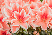 Rhododendron simsii, bicoloured