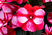Impatiens new guinea 'sel® ColorPower® White Red Flame