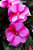 Impatiens New Guinea 'sel® ColorPower® Orchid Flame