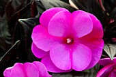 Impatiens neuguinea 'sel® ColorPower® Orchid Flame