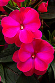 Impatiens neuguinea 'sel® ColorPower® Magenta Frost'