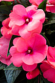 Impatiens new guinea 'sel® ColorPower® Salmon Pink