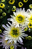 Chrysanthemum 'White'