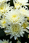 Chrysanthemum multiflora 'Alpha White'