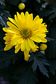 Chrysanthemum multiflora 'Tabata Yellow'