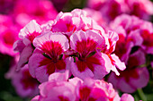 Pelargonium zonale 'Sunrise Smokey Eye Pink