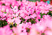 Pelargonium interspecific Marcada® Pink