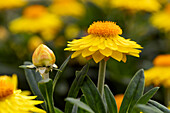 Helichrysum bracteatum 'Mohave® Yellow'