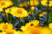 Helichrysum bracteatum 'Mohave® Basket Yellow'