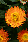 Helichrysum bracteatum 'Mohave® Orange'