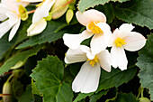 Begonia boliviensis 'Mistral® Compact Marshmallow'