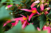 Begonia boliviensis 'Mistral® Pink'