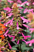 Salvia Salmia Pink