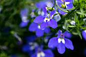 Lobelia erinus 'Curaçao® Midnight Blue'.