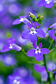 Lobelia erinus 'Curaçao® Midnight Blue'