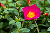 Portulaca oleracea Trixi® 'Sindbad'19'