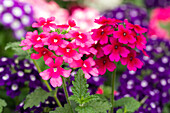 Verbena Trixi® 'Wild Berries´17'