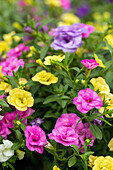 Calibrachoa Trixi® 'Petticoat'