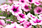 Petunia 'AlpeTunia® Pink Vein'