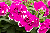 Petunia 'SweetSunshine® Purple Picotee