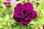 Petunia SweetSunshine® Burgundy