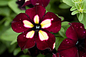 Petunia 'LightningSky'®