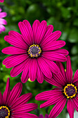 Osteospermum ecklonis 'Compact FlowerPower® Purple '18'