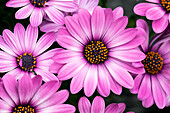 Osteospermum ecklonis 'Compact FlowerPower® Lavender Pink '14'