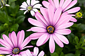 Osteospermum ecklonis Compact FlowerPower® Pink