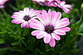 Osteospermum ecklonis 'Compact FlowerPower® Light Pink'