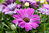 Osteospermum ecklonis 'Compact FlowerPower® Blue'.