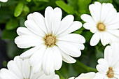 Osteospermum ecklonis 'Compact FlowerPower® Creme'