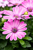 Osteospermum ecklonis FlowerPower® 'Pink'.