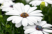 Osteospermum ecklonis FlowerPower® 'White'13'