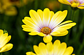 Osteospermum ecklonis SummerHero® Magic Yellow