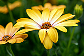 Osteospermum ecklonis 'SummerHero® Orange'