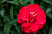 Dianthus caryophyllus 'SuperTrouper® Antonio'